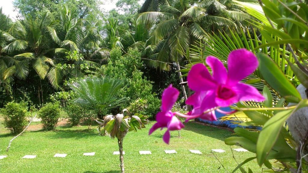 Mangrove Villa - Bentota River Exterior photo